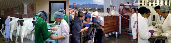 Veterinary Education - Veterinary Education: OIE - World Organisation for Animal Health - The provision of high quality veterinary education is key to equipping potential   veterinarians with the necessary knowledge to perform efficiently and to supportÂ ...