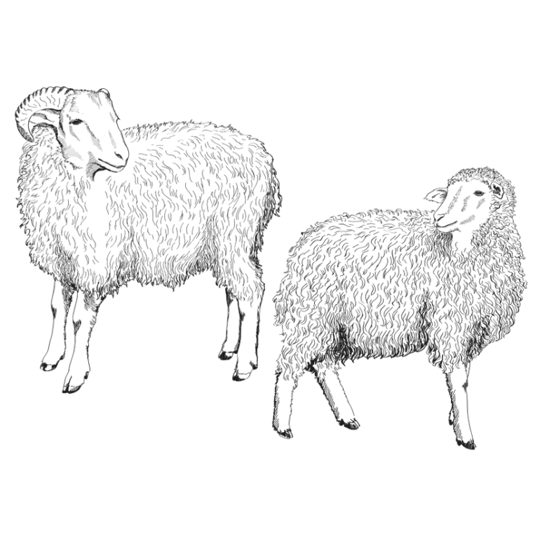 Sheep and goat